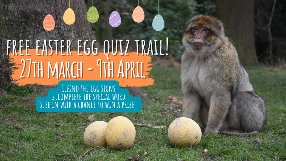Trentham Monkey Forest Easter Egg Trail